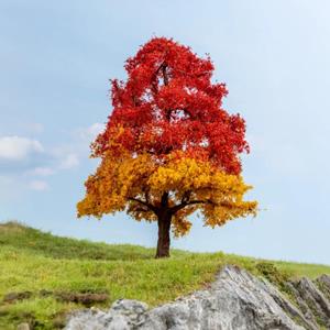 Noch Eiche herbstlich.jpg